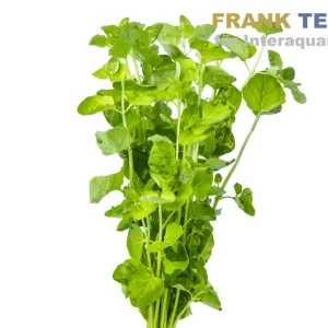 Karibische Minze, Micromeria brownei, Bund Billig